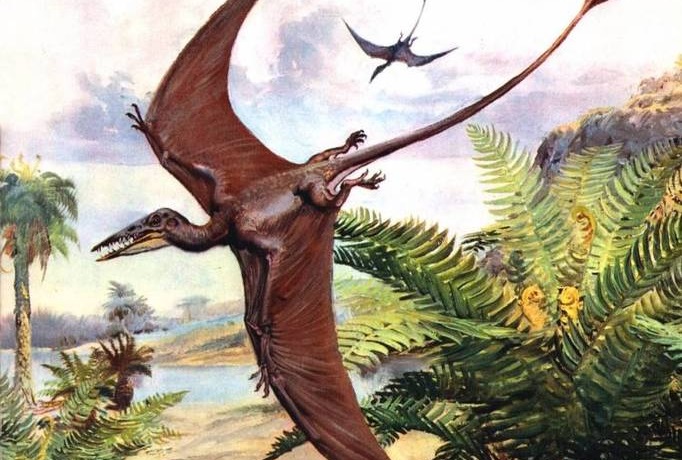 Вымершие летающие ящеры живут в Новой Гвинее?
