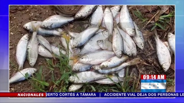 Таинственный дождь из рыбы идет каждый год в маленькой общине Гондураса