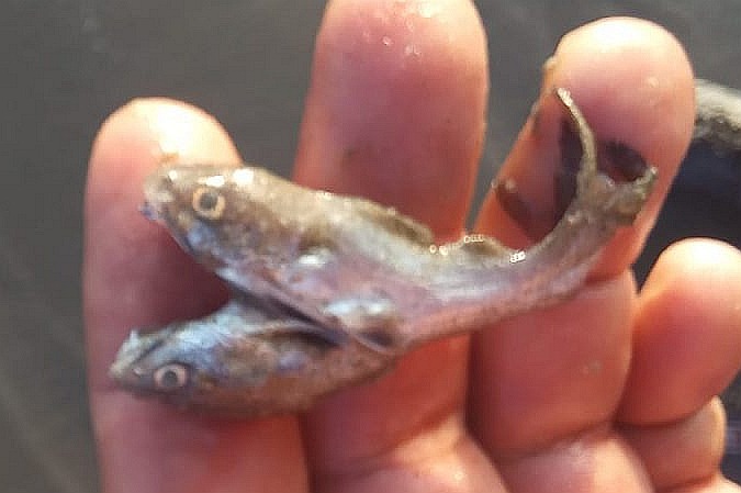 Двухголовую рыбу нашли на пляже в Бразилии