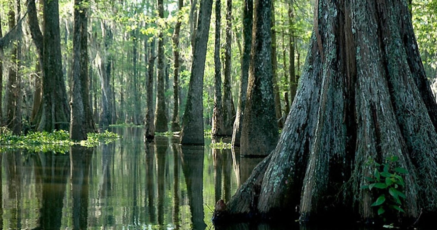 Проклятие комплекса болот Манчак (штат Луизиана, США)