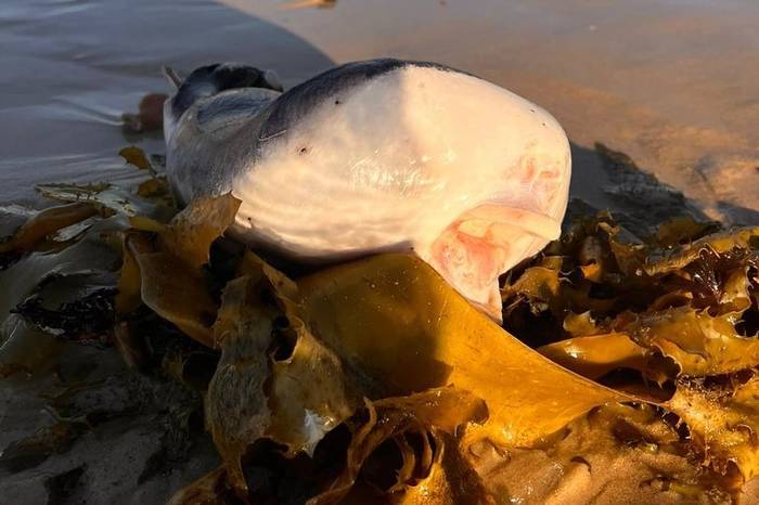 Таинственное существо выбросило на австралийский пляж