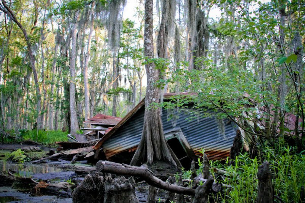 Проклятие комплекса болот Манчак (штат Луизиана, США)