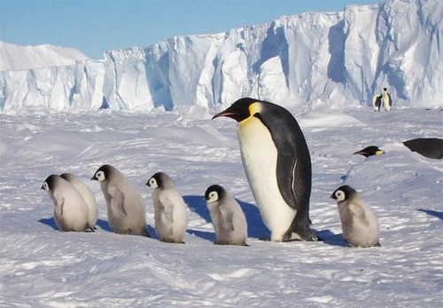 Антарктида: загадки шестого континента