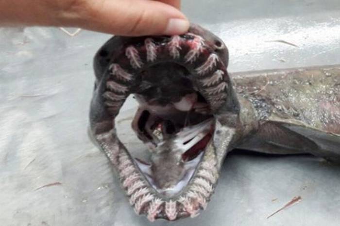 В Португалии поймана редкая глубоководная акула с 300 зубами