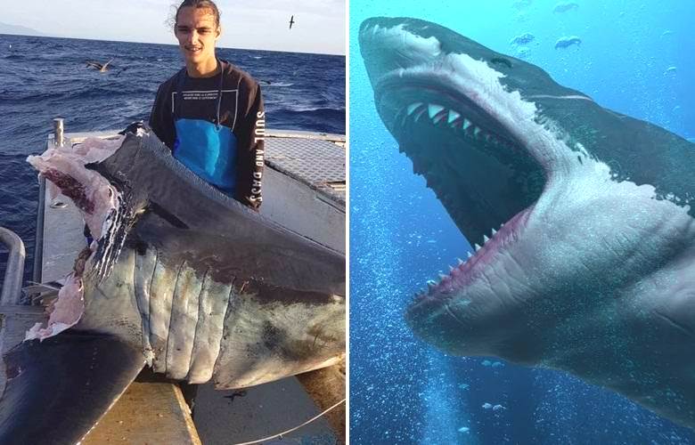 Океанский монстр легко справился с гигантской акулой
