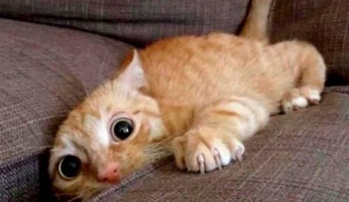 Эти необычные кошки: 6 странных кошачьих привычек
