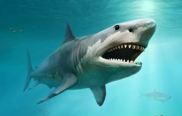 Ученые выяснили, почему вымерла самая большая акула на Земле - мегалодон