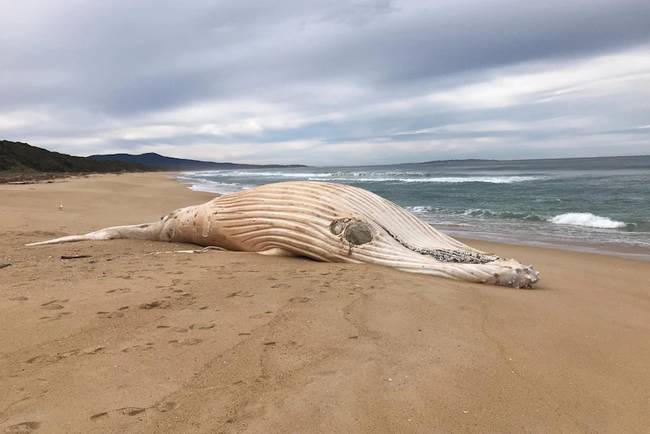 Редчайшего кита-альбиноса выбросило на пляж Австралии