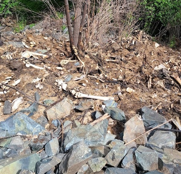 В Айдахо обнаружили жуткое «кладбище оленей»