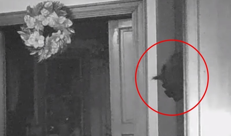 Камера наблюдения засняла странное существо, выглядывающее из двери (ВИДЕО)