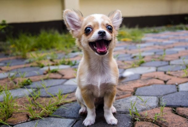 25 самых маленьких пород собак в мире