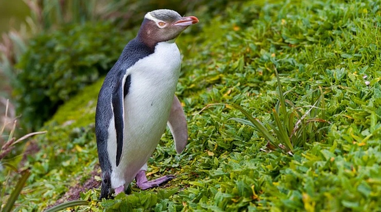 Родиной пингвинов оказалась Новая Зеландия