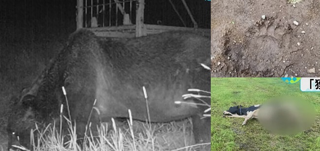Неуловимый медведь убил за месяц 65 коров в Японии