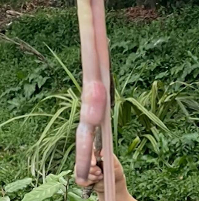 Мальчик обнаружил в саду редкого дождевого червя в 1 метр длиной