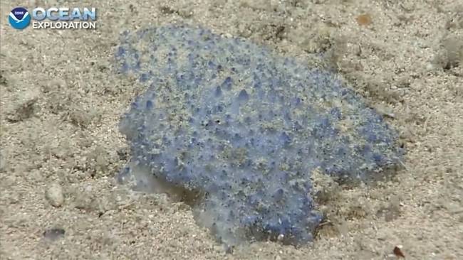 Неизвестное науке голубое существо найдено в Карибском море