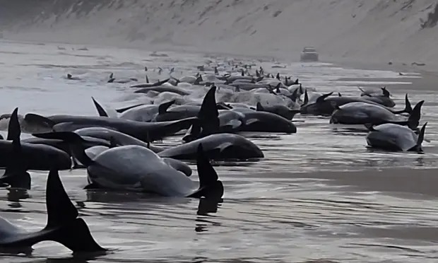 200 китов погибли, выбросившись на берег Тасмании