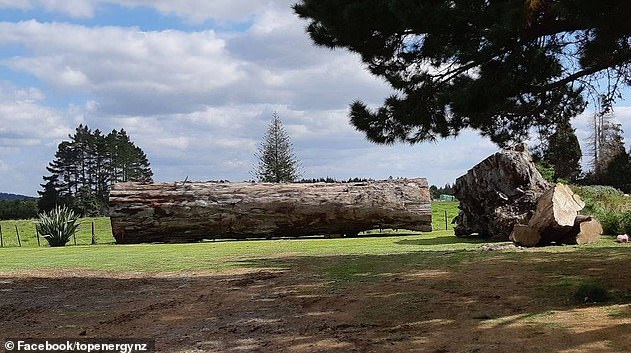 В Новой Зеландии нашли 45000-летнее дерево, погибшее в период смены полюсов