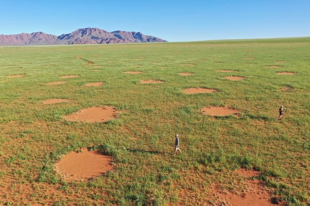 Ученые разгадали тайну происхождения странных кругов в пустыне Намибии