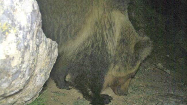 Ученый уверен, что непальские йети это всего лишь редкие тибетские медведи