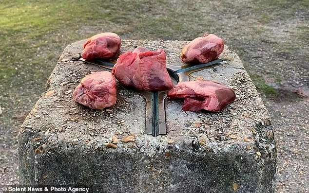 Сатанинский алтарь с овечьими сердцами обнаружен в Англии
