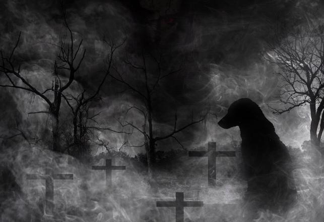 Сборник рассказов о призрачных черных собаках: странный феномен мирового масштаба