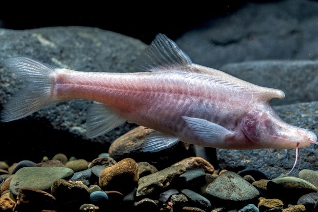 Причудливая рогатая слепая рыба обнаружена в пещере Китая