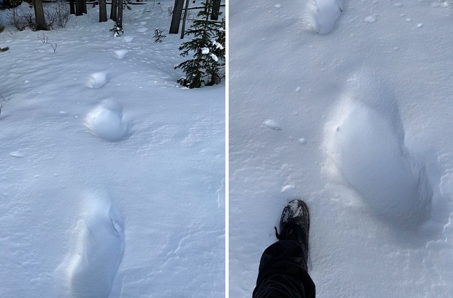 Цепочка огромных следов Снежного человека найдена в Канаде
