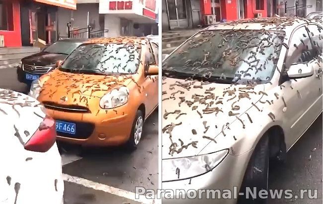 В Китае с неба упали тысячи червей