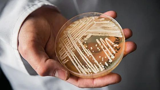 В США распространяется смертельно опасная грибковая инфекция
