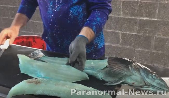 Тайна уникальной рыбы с голубой плотью