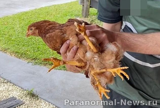 Курица с четырьмя ногами живет на ферме в Австралии