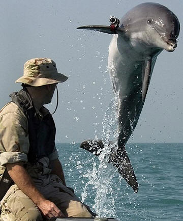 Боевые дельфины и прочая боевая морская живность