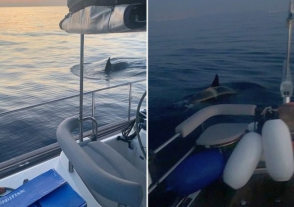Косатка Белая Глэдис продолжает свою «морскую месть» у берегов Испании, напав за месяц на 20 яхт