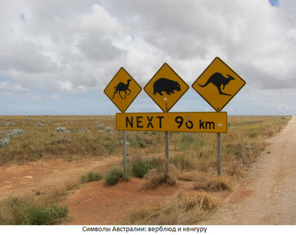 Кролики и верблюды - смертельная опасность Австралии