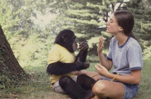 Человек разговаривает с обезьяной