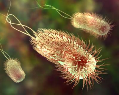 Жизнестойкость бактерий – основа жизни