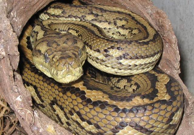 🐛 Впервые в истории: Из мозга австралийки извлекли живого 8-сантиметрового червя, который паразитирует лишь на змеях