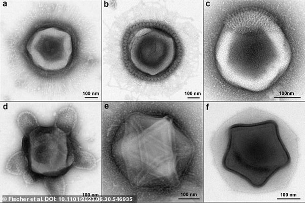 🔬 Обнаружены неизвестные науке гигантские вирусы, в том числе с щупальцами
