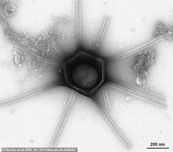 🔬 Обнаружены неизвестные науке гигантские вирусы, в том числе с щупальцами