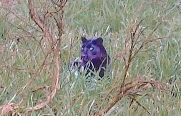 🐾 Таинственная британская «большая кошка» наконец попала в объектив и выяснилось, что это реальная пантера