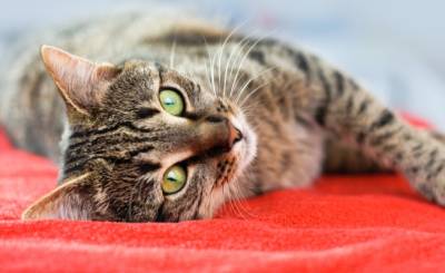 10 фактов про необычные лечебные способности кошек