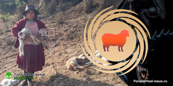🐏 В черепе дыра, удален мозг, глаза и прямая кишка: В Перу странным образом убито 33 овцы