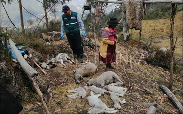 🐏 В черепе дыра, удален мозг, глаза и прямая кишка: В Перу странным образом убито 33 овцы