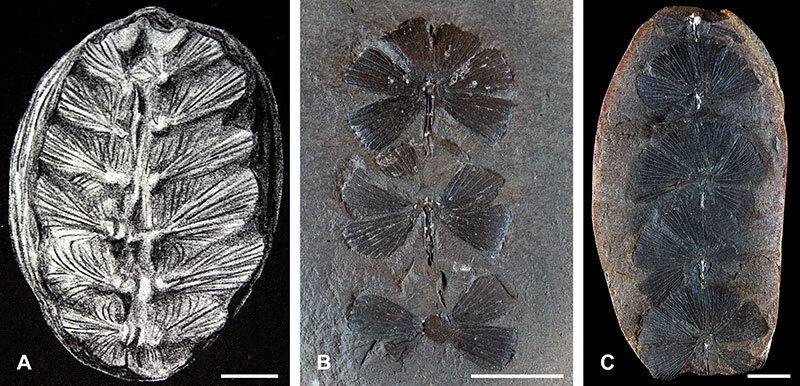 Древнее растение оказалось окаменелой черепахой возрастом более 100 миллионов лет
