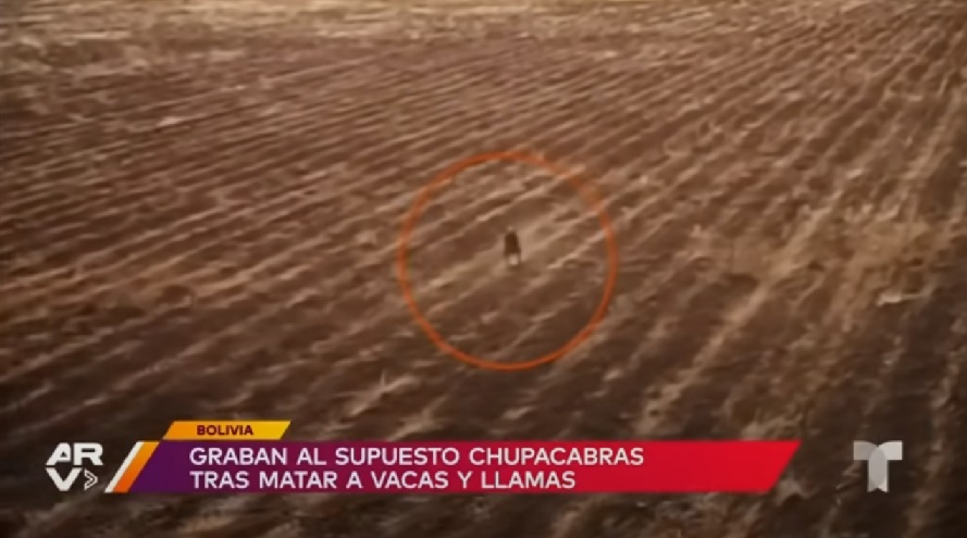Чупакабра возвращается: беспилотник запечатлел мифическое существо в Боливии