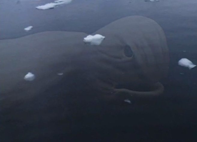 «Морское чудовище» в Антарктиде обнаружили пользователи сервиса Google Earth: правда или иллюзия?