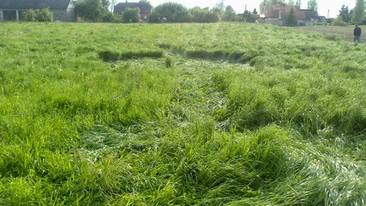 Круги на траве в польском селе Рожново создали 
