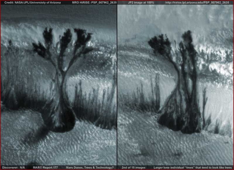 Загадка марсианских деревьев